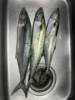 サゴシの釣果