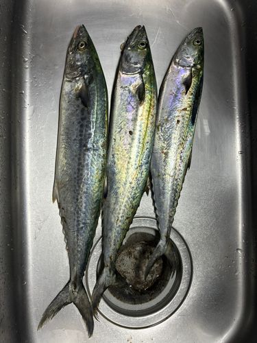 サゴシの釣果