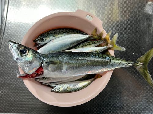 マサバの釣果