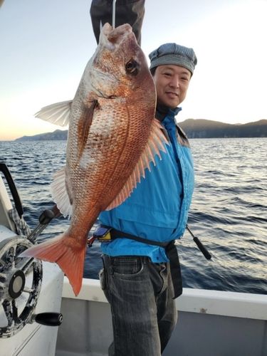 マダイの釣果