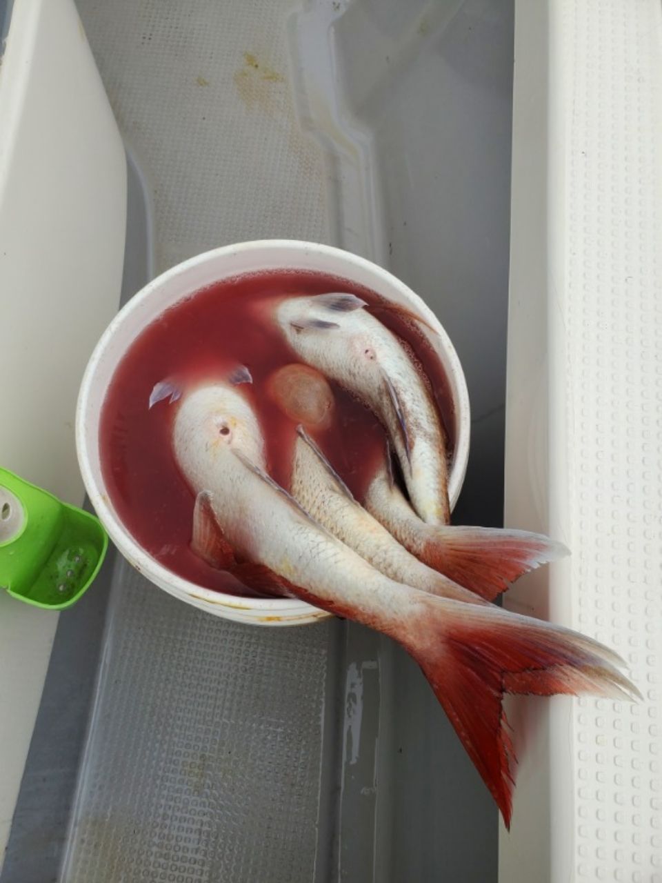 真鯛ハンタ～山ちゃんさんの釣果 3枚目の画像