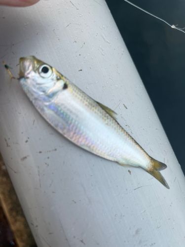 サッパの釣果