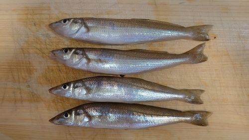 キスの釣果