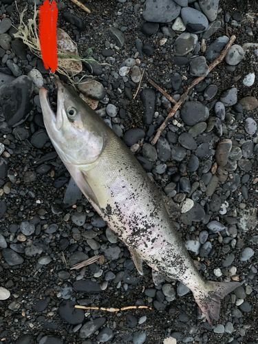アキアジの釣果