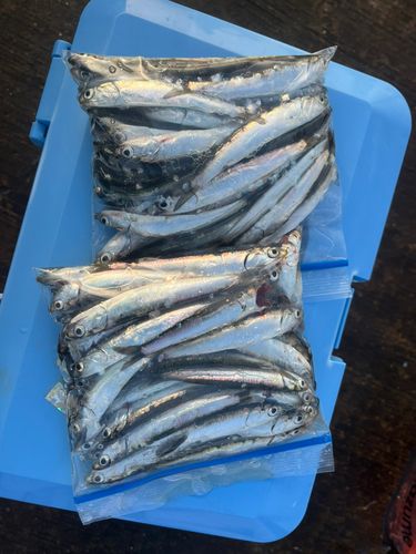 イワシの釣果