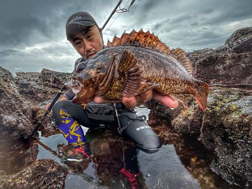 ソイの釣果