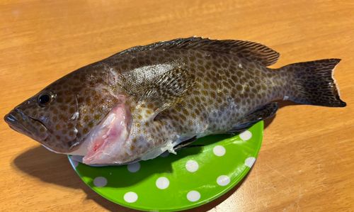 オオモンハタの釣果