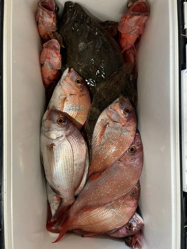 マダイの釣果