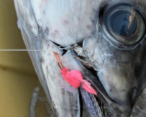 キハダマグロの釣果