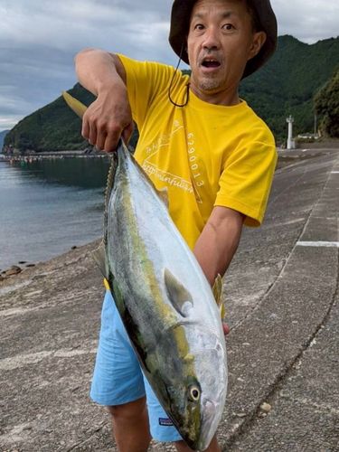 ブリの釣果