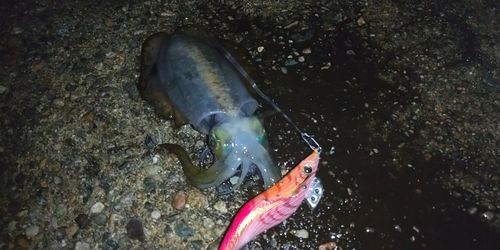 アオリイカの釣果