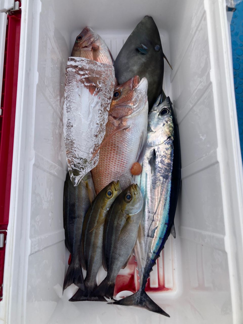 ライト君の晩御飯さんの釣果 2枚目の画像