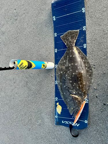 ヒラメの釣果