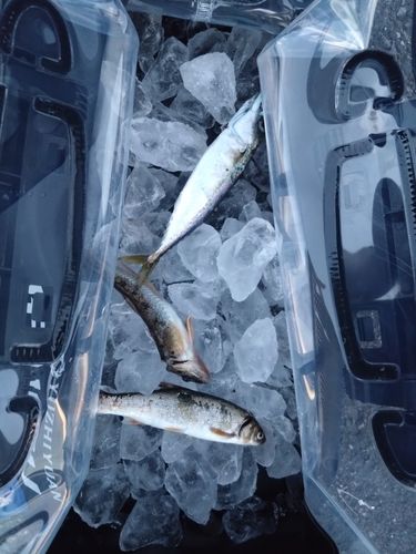 サバの釣果