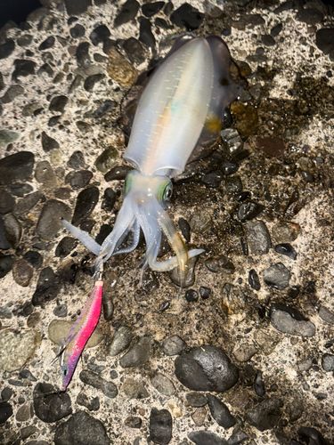 アオリイカの釣果