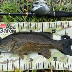 スモールマウスバス