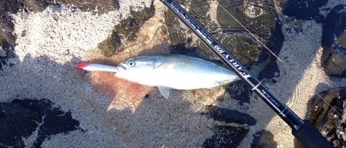 ヤズの釣果