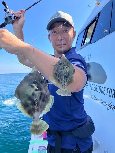 カワハギの釣果