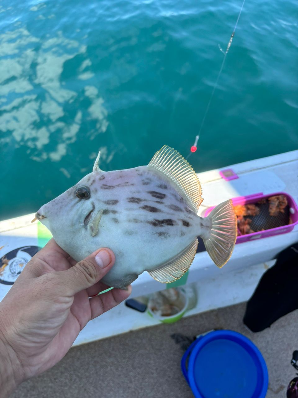 タッチーさんの釣果 2枚目の画像