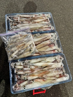 ケンサキイカの釣果