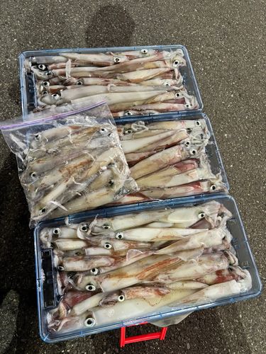 ケンサキイカの釣果