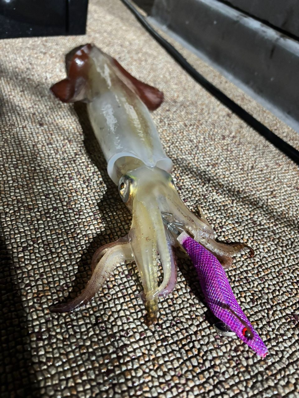 タッチーさんの釣果 2枚目の画像