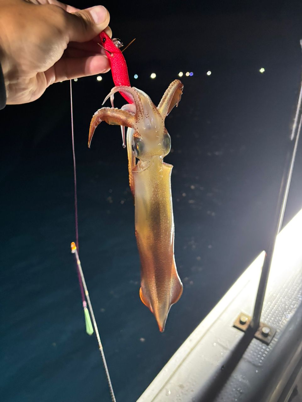 タッチーさんの釣果 3枚目の画像