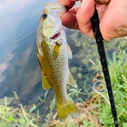 ラージマウスバス