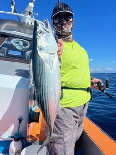 ハガツオの釣果