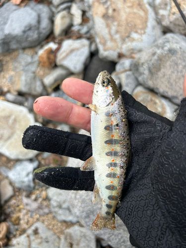 アマゴの釣果