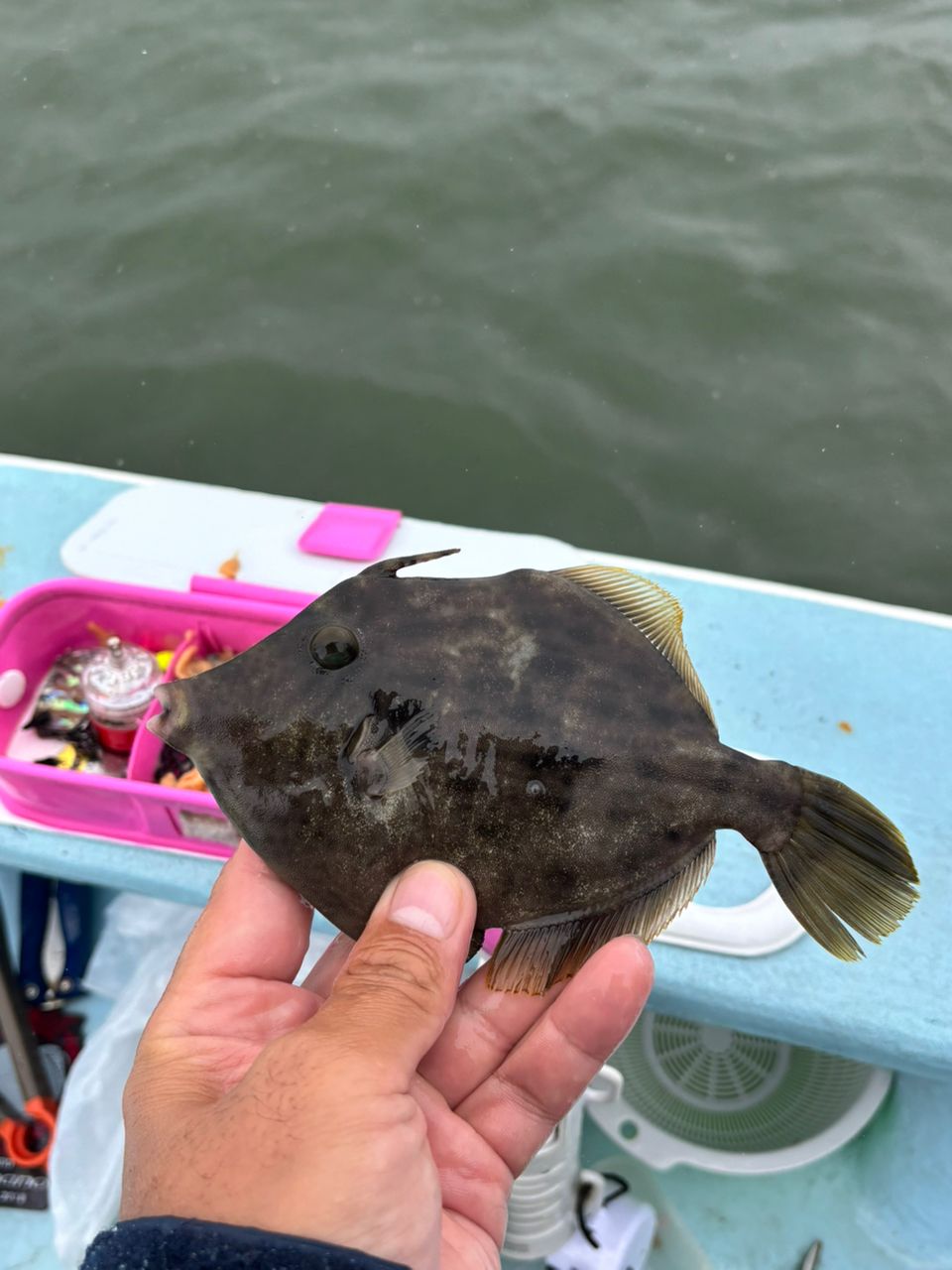 カワハギ