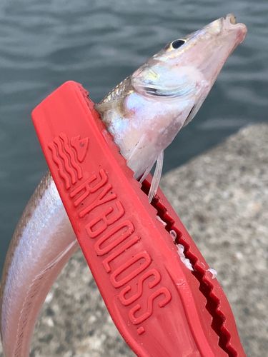 シロギスの釣果