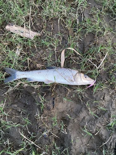 ニゴイの釣果