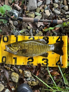 スモールマウスバスの釣果