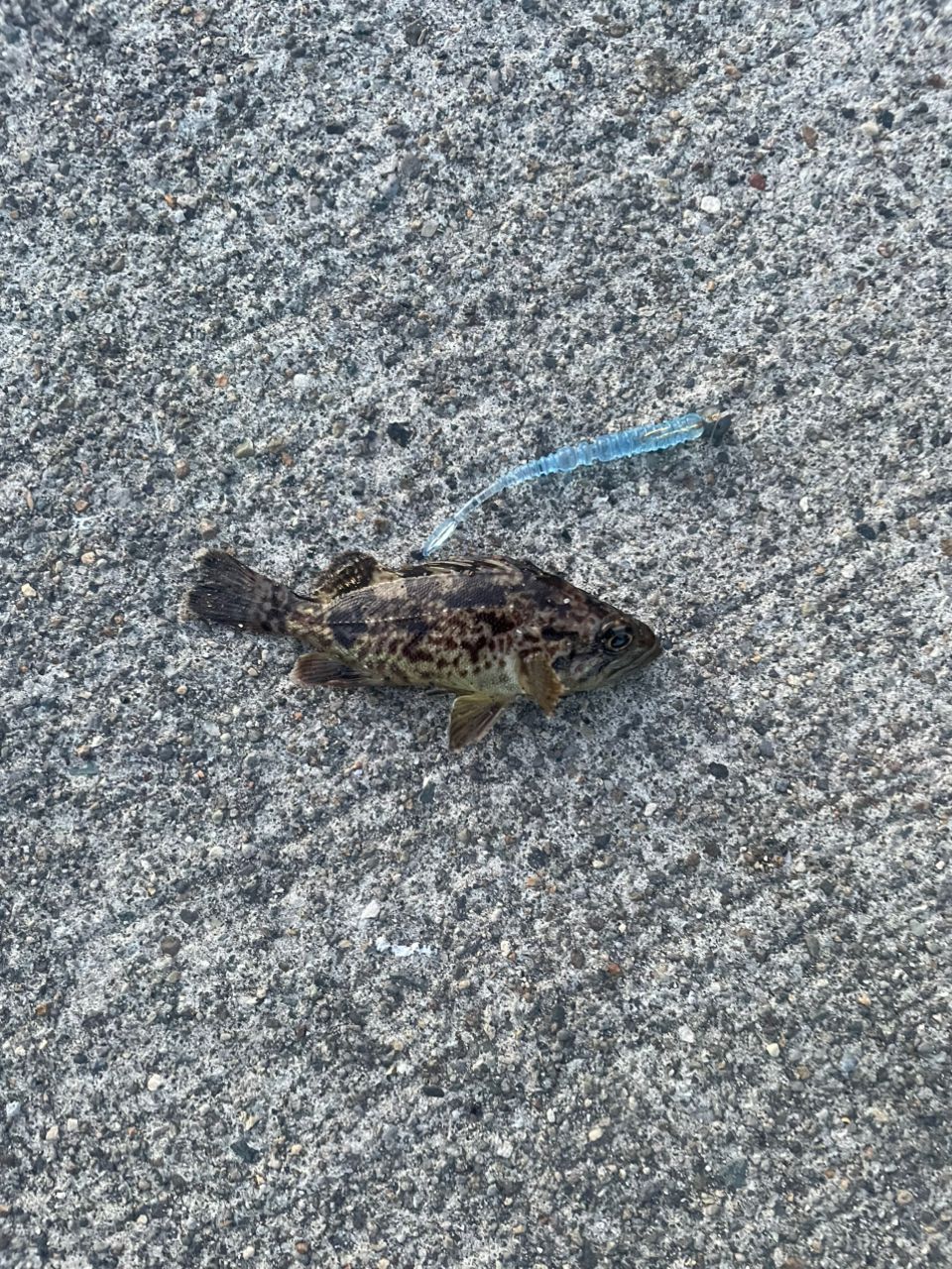 アジ