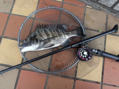 チヌの釣果