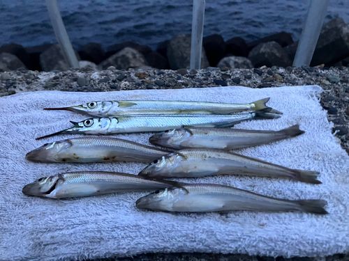 シロギスの釣果