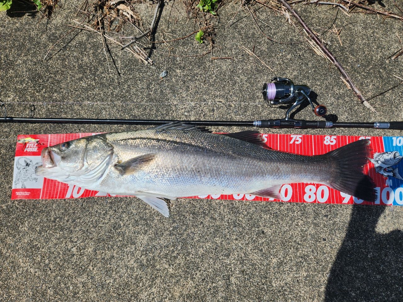 GCRAFT セブンセンスTR ミッドストリーム リミテッド 21 MSLS-1062-TR