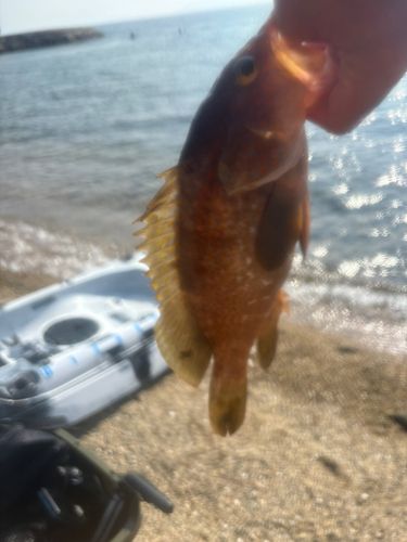 アコウの釣果