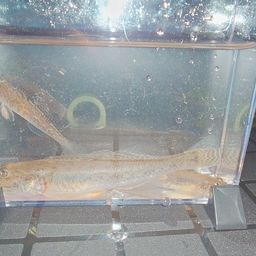 マハゼ