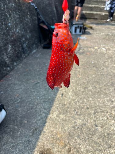 紀伊大島