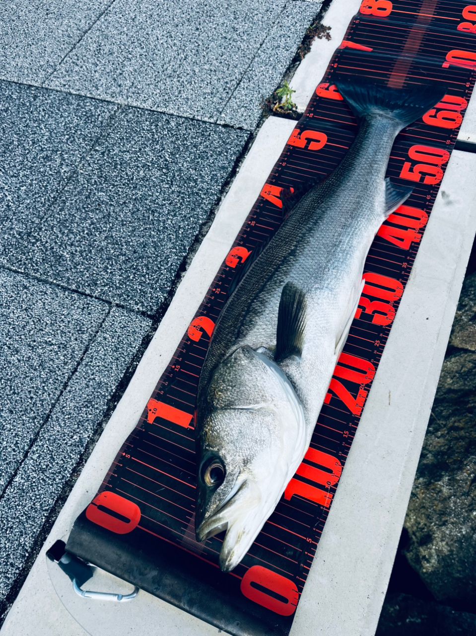 シーバス