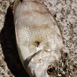マダイ