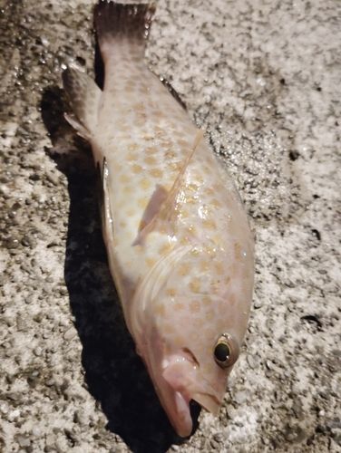 オオモンハタの釣果