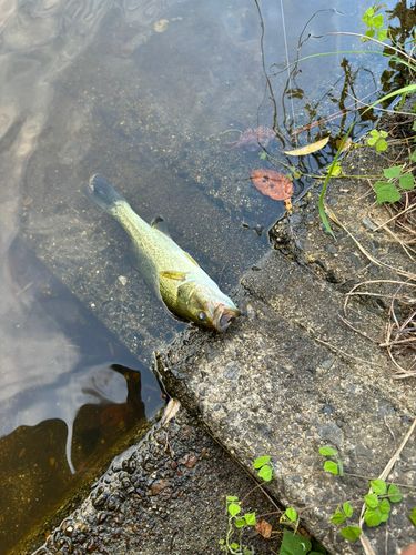 ブラックバスの釣果