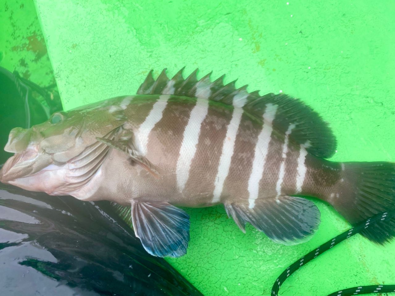 マハタ