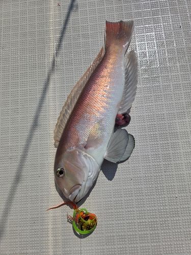 シロアマダイの釣果