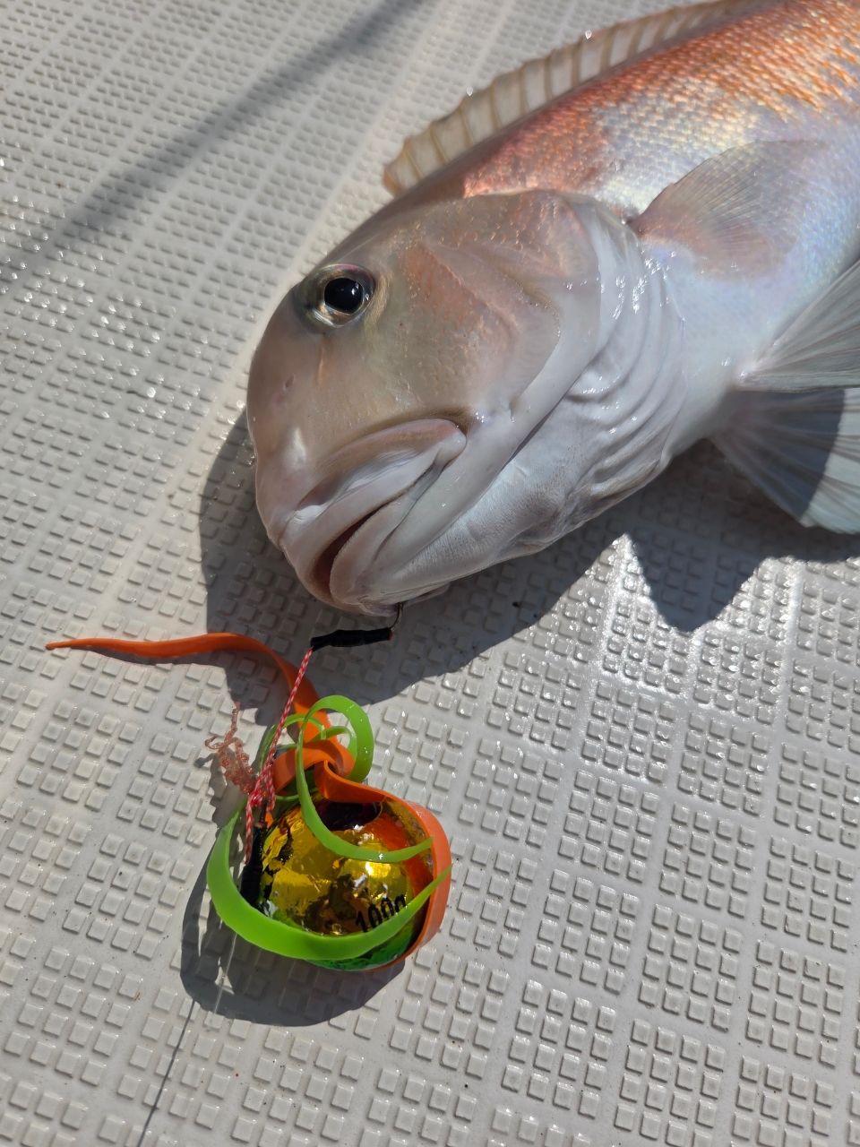 シロアマダイ