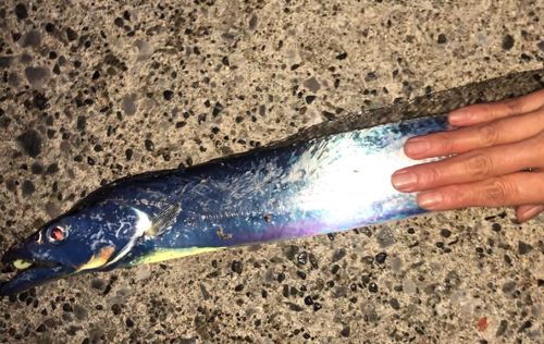 タチウオの釣果