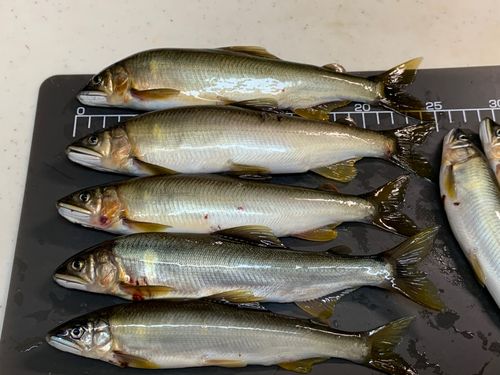 アユの釣果
